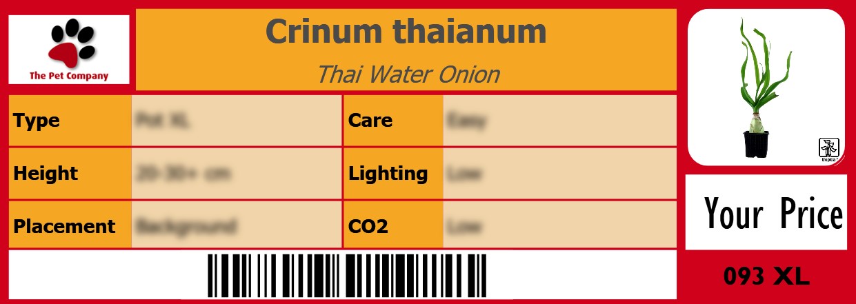 Crinum thaianum Thai Water Onion 105 x 38 mm