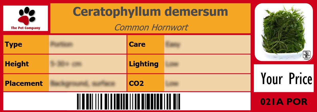 Ceratophyllum demersum Common Hornwort 105 x 38 mm
