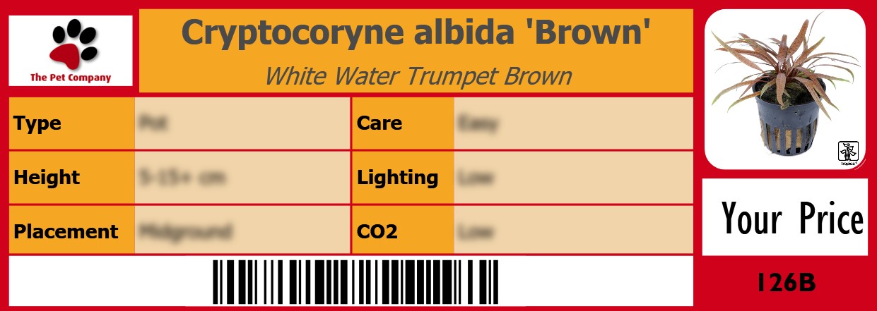 Cryptocoryne albida 'Brown' White Water Trumpet Brown 105 x 38 mm