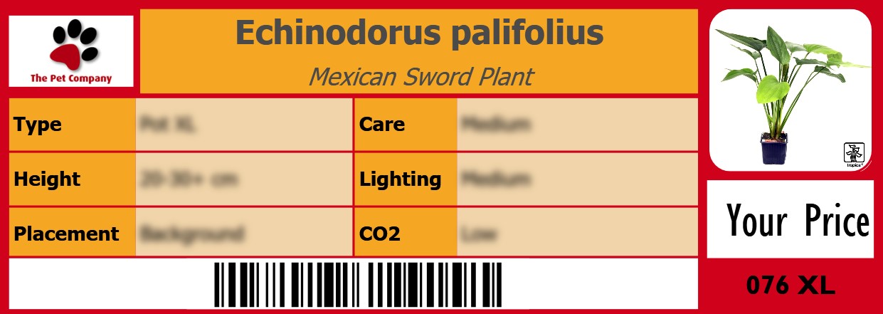 Echinodorus palifolius Mexican Sword Plant 105 x 38 mm