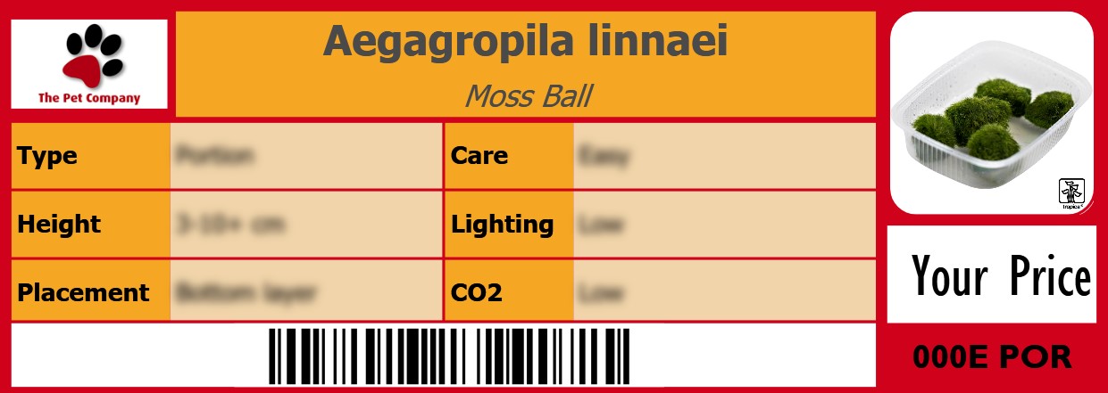 Aegagropila linnaei Moss Ball 105 x 38 mm
