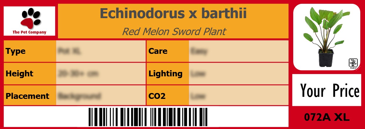Echinodorus x barthii Red Melon Sword Plant 105 x 38 mm