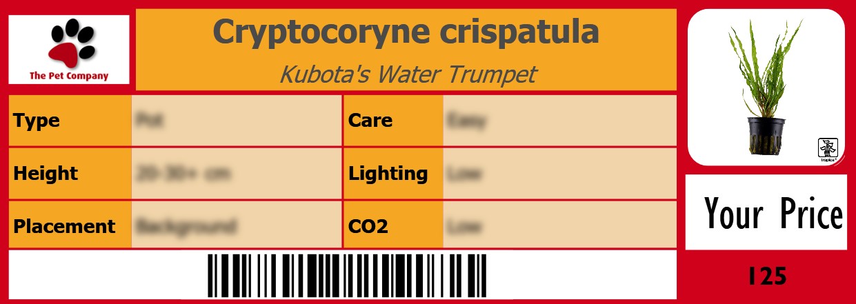 Cryptocoryne crispatula Kubota's Water Trumpet 105 x 38 mm