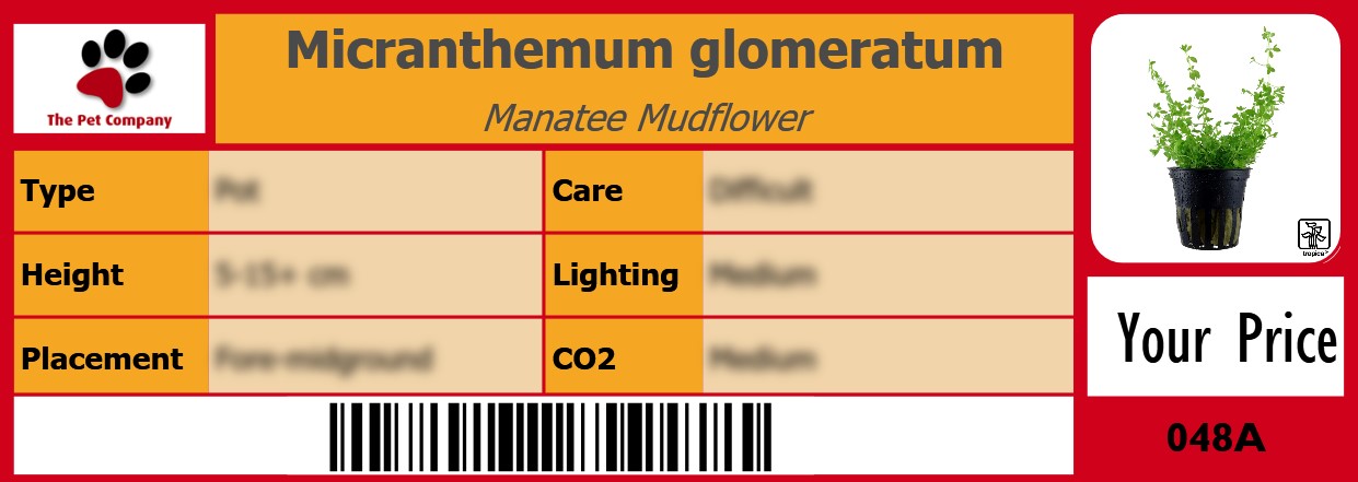 Micranthemum glomeratum Manatee Mudflower 105 x 38 mm