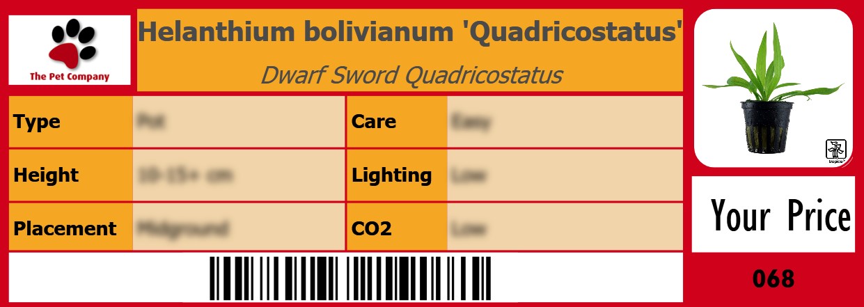 Helanthium bolivianum 'Quadricostatus' Dwarf Sword Quadricostatus 105 x 38 mm