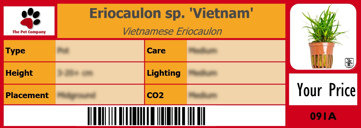 Eriocaulon sp. 'Vietnam' Vietnamese Eriocaulon 105 x 38 mm