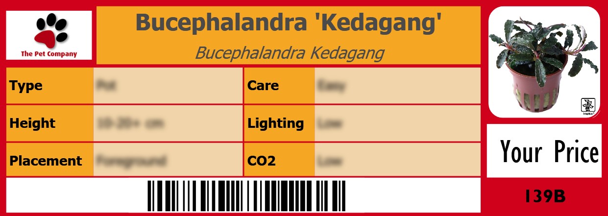 Bucephalandra 'Kedagang' Bucephalandra Kedagang 105 x 38 mm