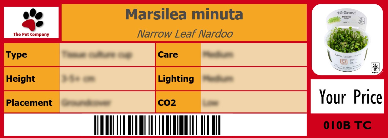 Marsilea minuta Narrow Leaf Nardoo 105 x 38 mm