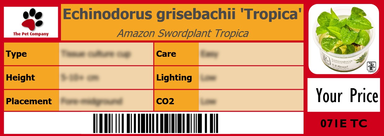 Echinodorus grisebachii 'Tropica' Amazon Swordplant Tropica 105 x 38 mm