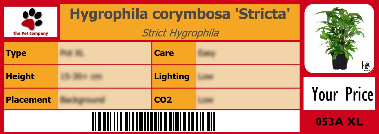 Hygrophila corymbosa 'Stricta' Strict Hygrophila 105 x 38 mm