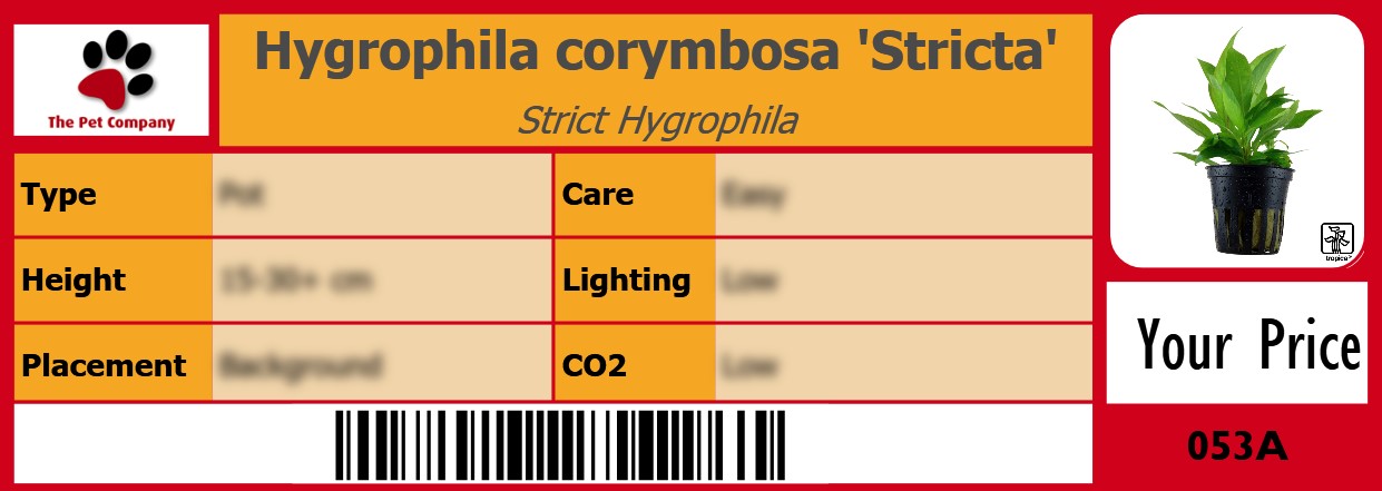 Hygrophila corymbosa 'Stricta' Strict Hygrophila 105 x 38 mm