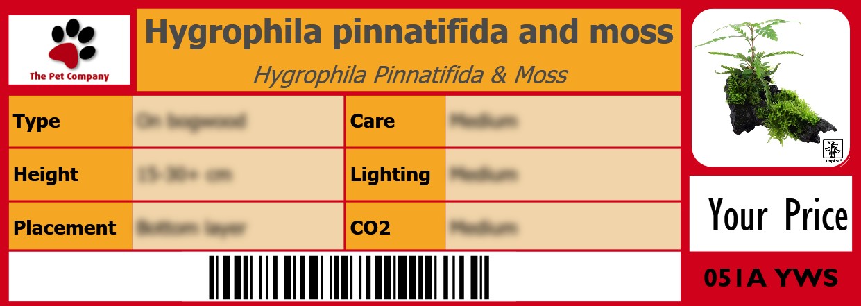 Hygrophila pinnatifida and moss Hygrophila Pinnatifida & Moss 105 x 38 mm
