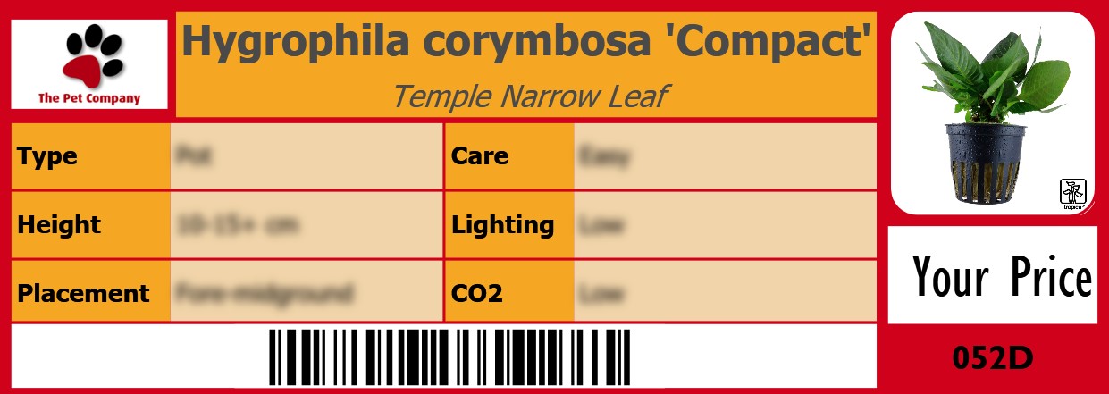 Hygrophila corymbosa 'Compact' Temple Narrow Leaf 105 x 38 mm