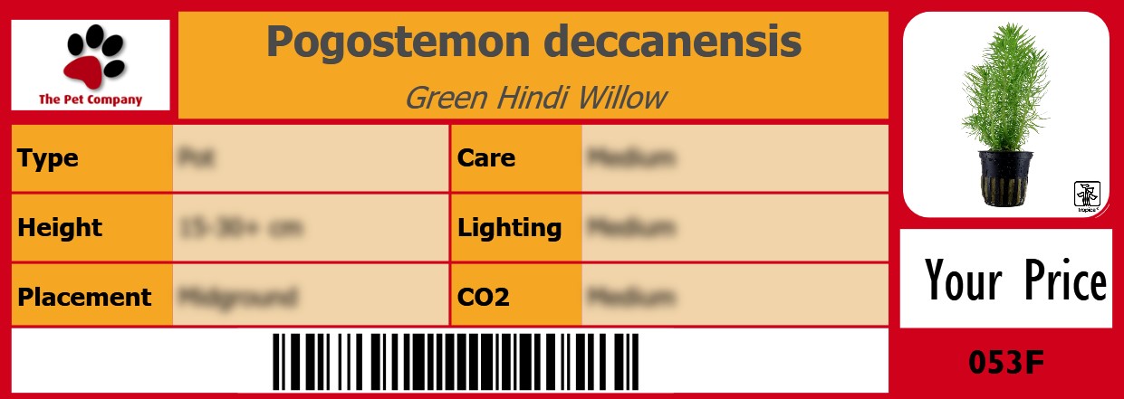 Pogostemon deccanensis Green Hindi Willow 105 x 38 mm