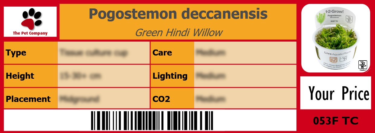 Pogostemon deccanensis Green Hindi Willow 105 x 38 mm