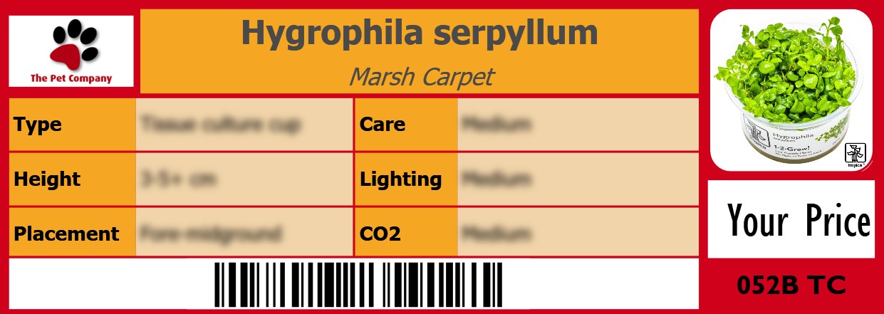 Hygrophila serpyllum Marsh Carpet 105 x 38 mm