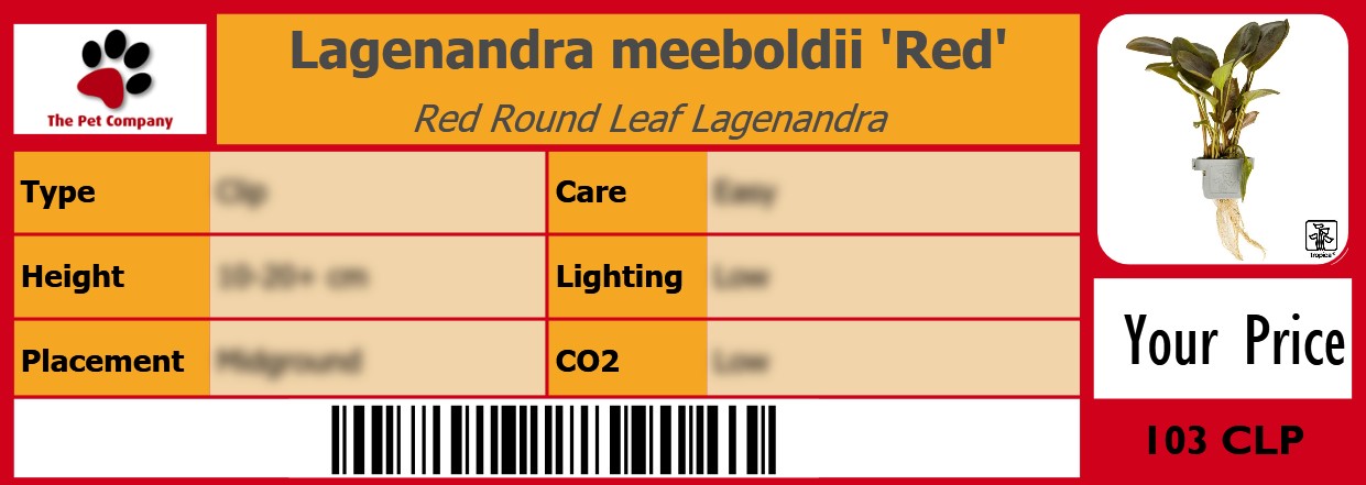 Lagenandra meeboldii 'Red' Red Round Leaf Lagenandra 105 x 38 mm