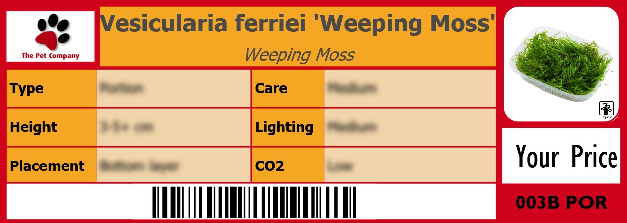 Vesicularia ferriei 'Weeping Moss' Weeping Moss 105 x 38 mm