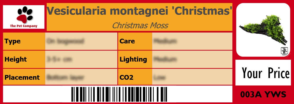 Vesicularia montagnei 'Christmas' Christmas Moss 105 x 38 mm