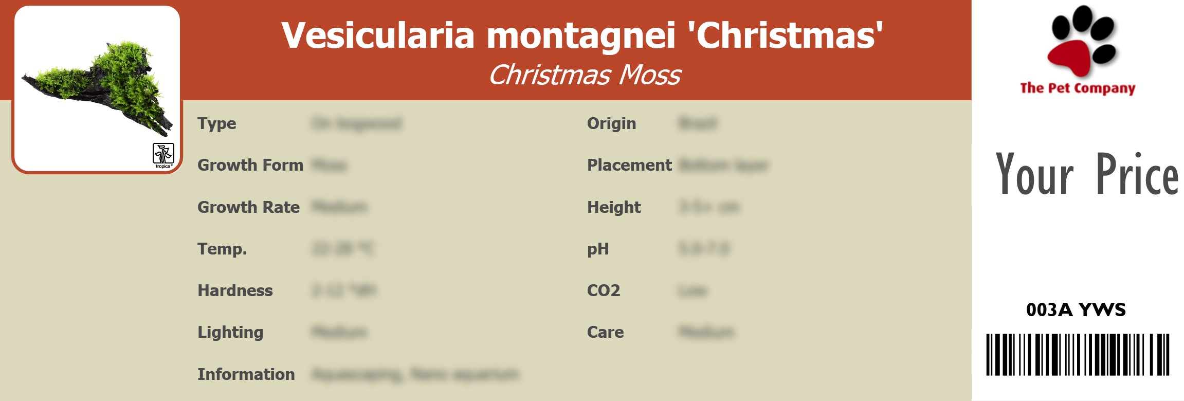 Vesicularia montagnei 'Christmas' Christmas Moss 195 x 66 mm