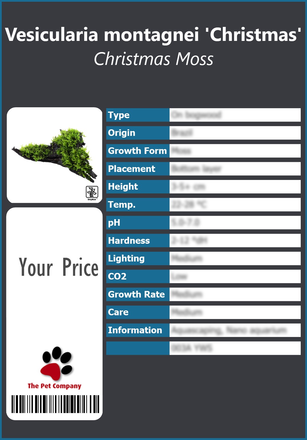 Vesicularia montagnei 'Christmas' Christmas Moss 91 x 130 mm