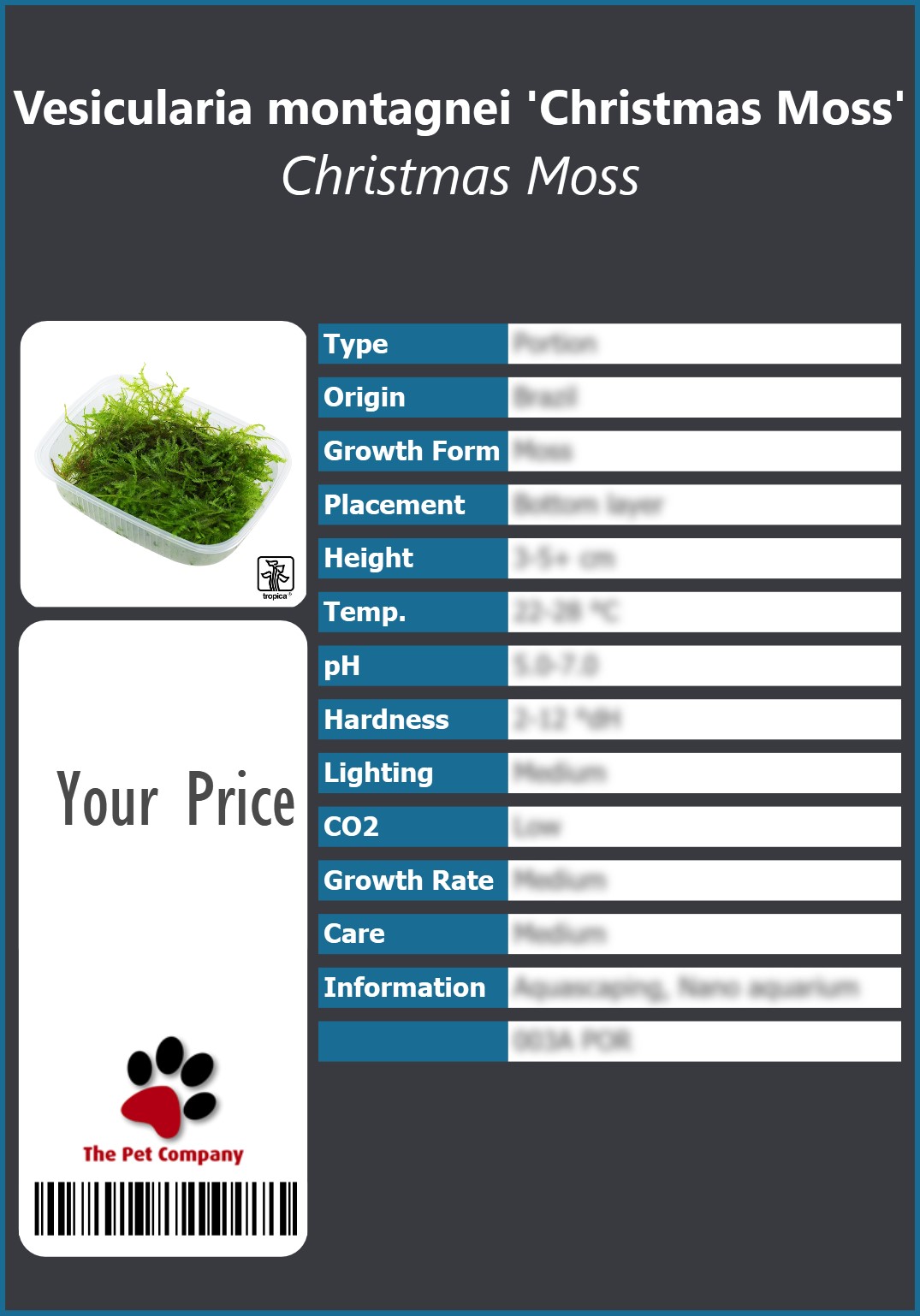 Vesicularia montagnei 'Christmas Moss' Christmas Moss 91 x 130 mm