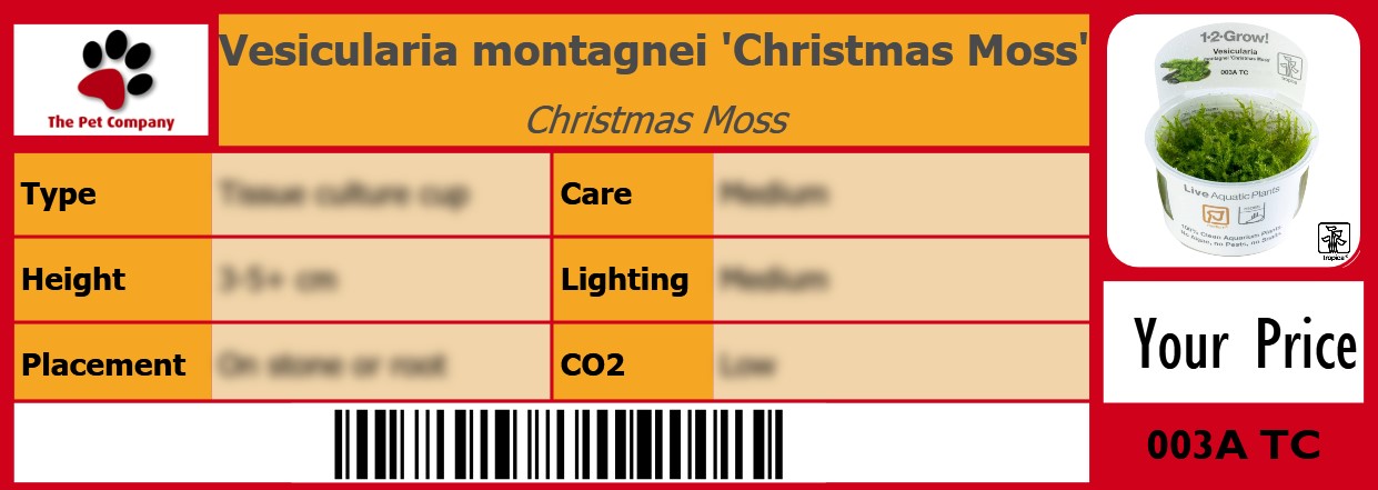 Vesicularia montagnei 'Christmas Moss' Christmas Moss 105 x 38 mm