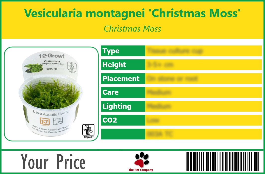 Vesicularia montagnei 'Christmas Moss' Christmas Moss 90 x 60 mm