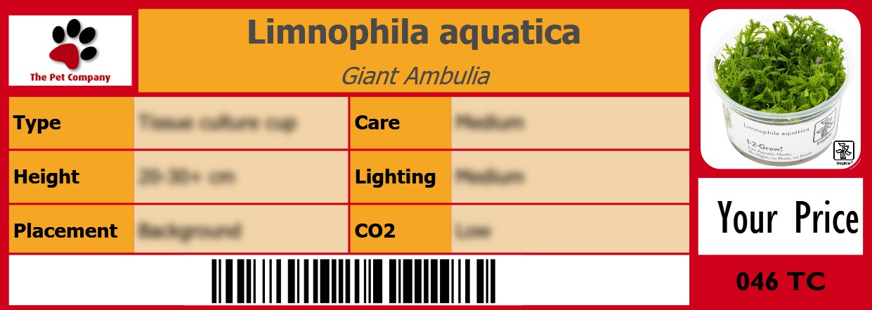 Limnophila aquatica Giant Ambulia 105 x 38 mm