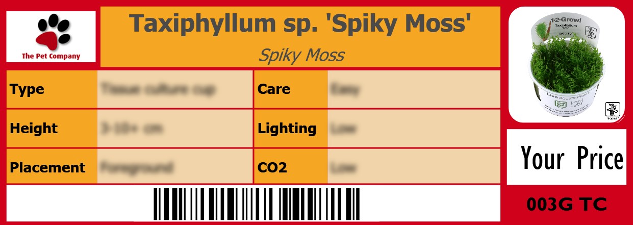 Taxiphyllum sp. 'Spiky Moss' Spiky Moss 105 x 38 mm