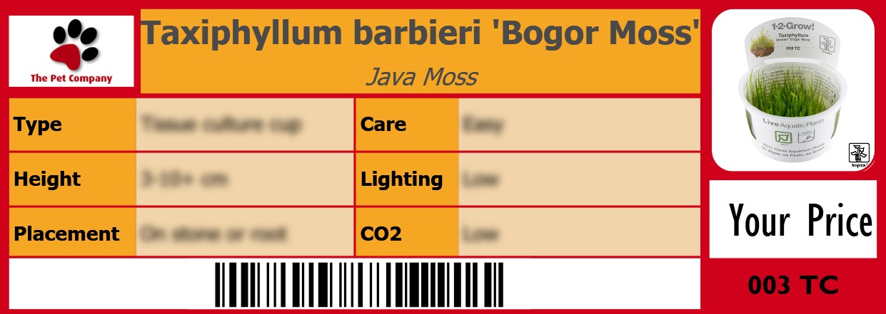 Taxiphyllum barbieri 'Bogor Moss' Java Moss 105 x 38 mm
