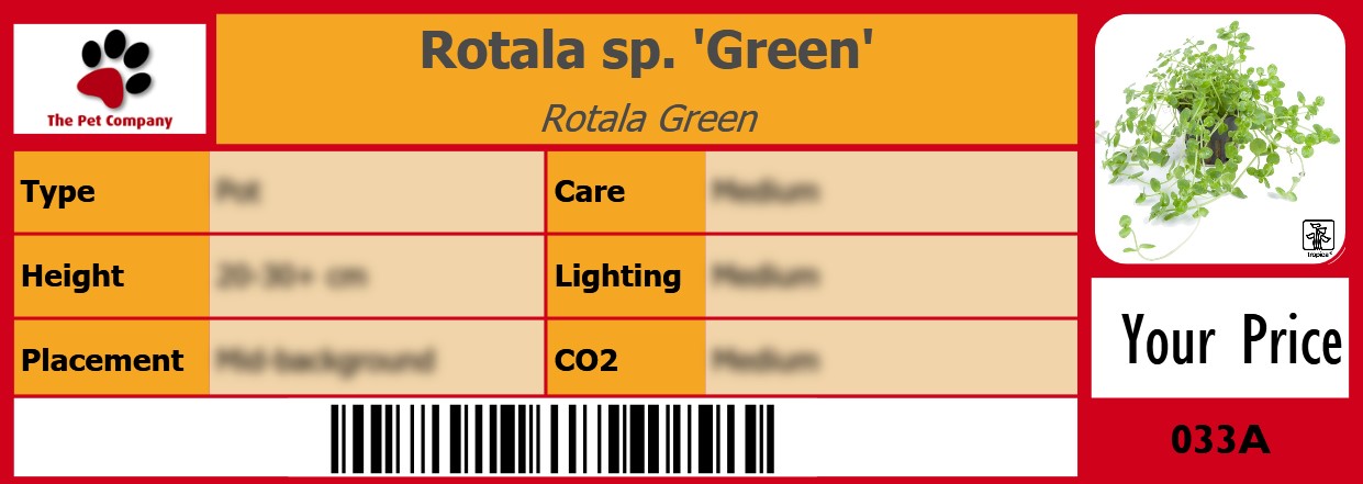 Rotala sp. 'Green' Rotala Green 105 x 38 mm