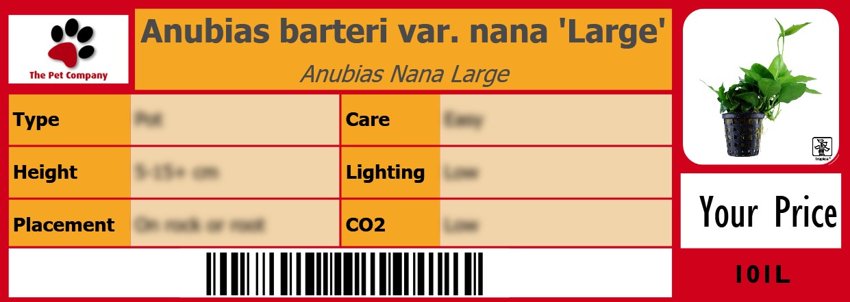 Anubias barteri var. nana 'Large' Anubias Nana Large 105 x 38 mm