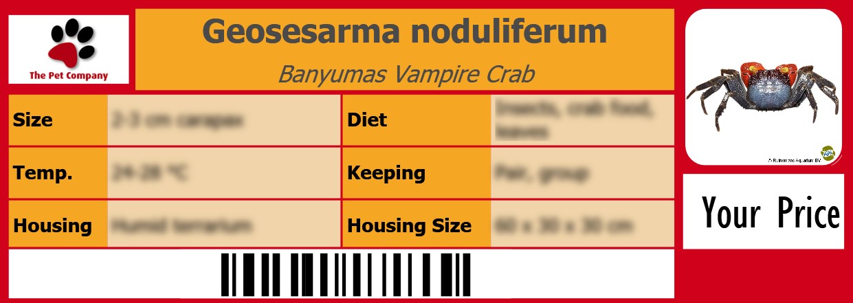 Geosesarma noduliferum Banyumas Vampire Crab 105 x 38 mm