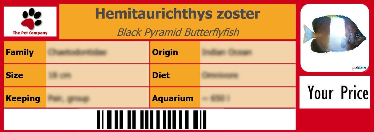 Hemitaurichthys zoster Black Pyramid Butterflyfish 105 x 38 mm