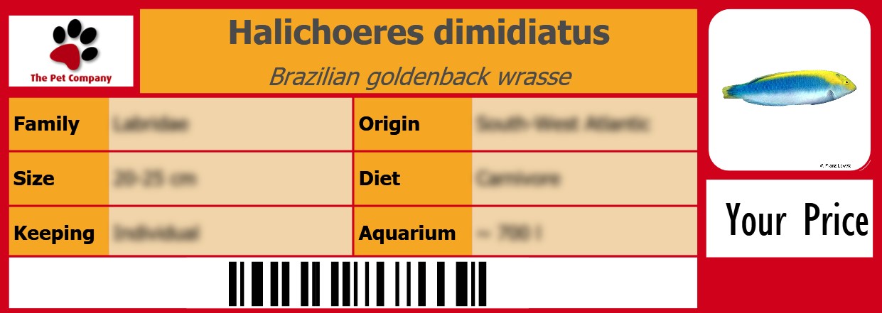 Halichoeres dimidiatus Brazilian goldenback wrasse 105 x 38 mm