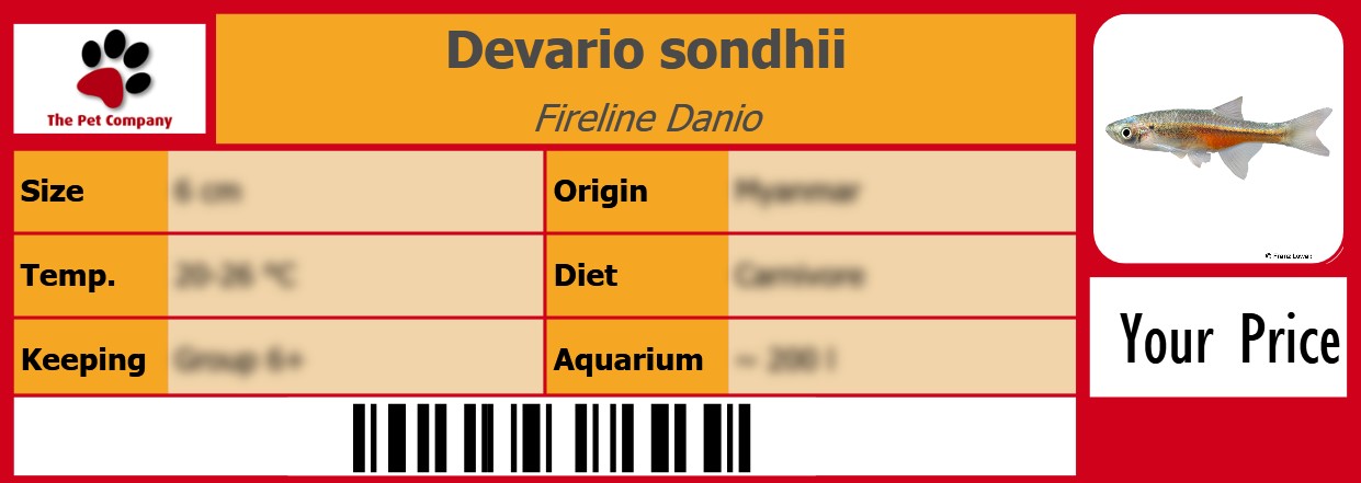 Devario sondhii Fireline Danio 105 x 38 mm