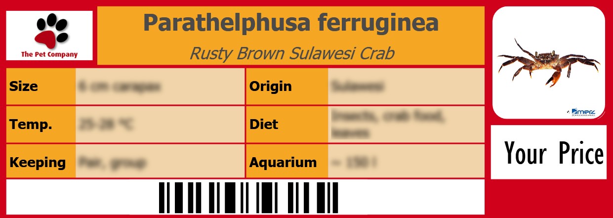 Parathelphusa ferruginea Rusty Brown Sulawesi Crab 105 x 38 mm