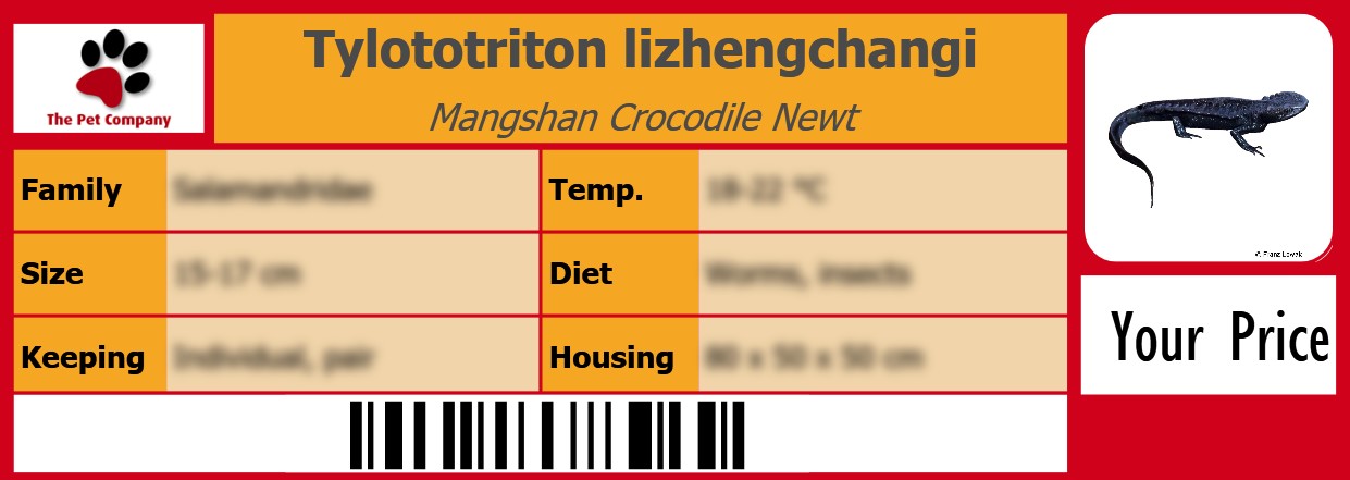 Tylototriton lizhengchangi Mangshan Crocodile Newt 105 x 38 mm