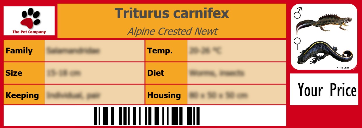 Triturus carnifex Alpine Crested Newt 105 x 38 mm