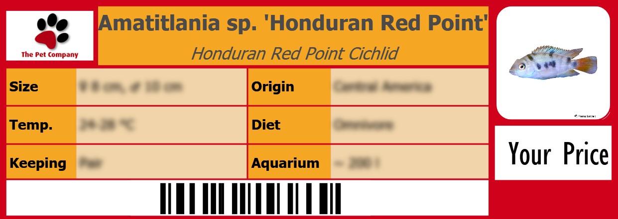 Amatitlania sp. 'Honduran Red Point' Honduran Red Point Cichlid 105 x 38 mm
