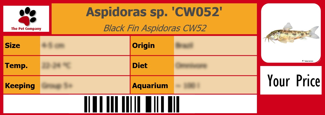 Aspidoras sp. 'CW052' Black Fin Aspidoras CW52 105 x 38 mm