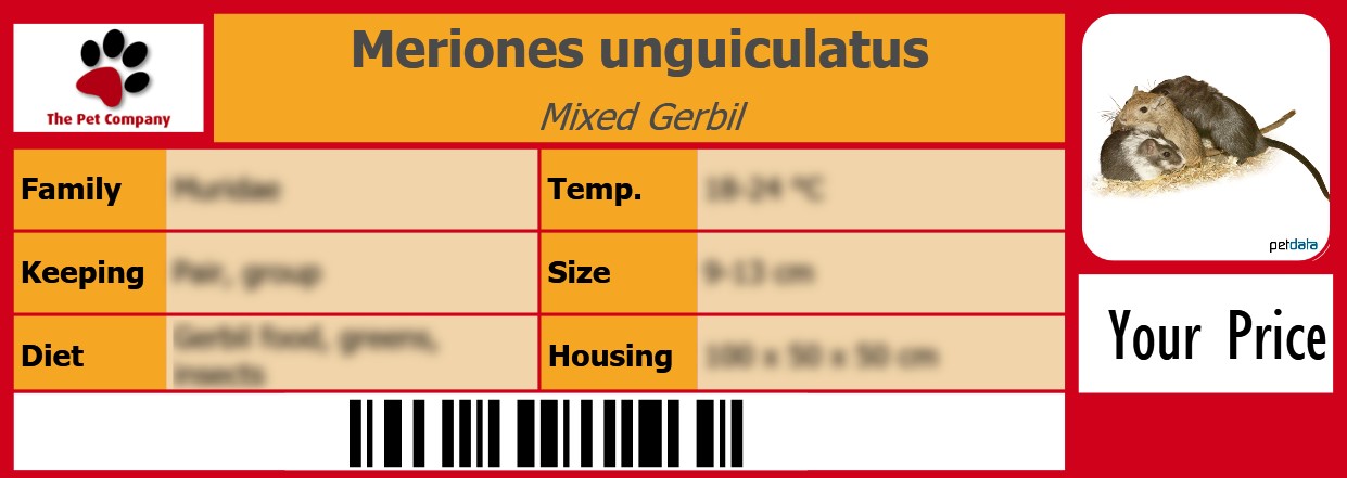 Meriones unguiculatus Mixed Gerbil 105 x 38 mm