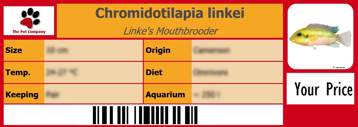 Chromidotilapia linkei Linke's Mouthbrooder 105 x 38 mm