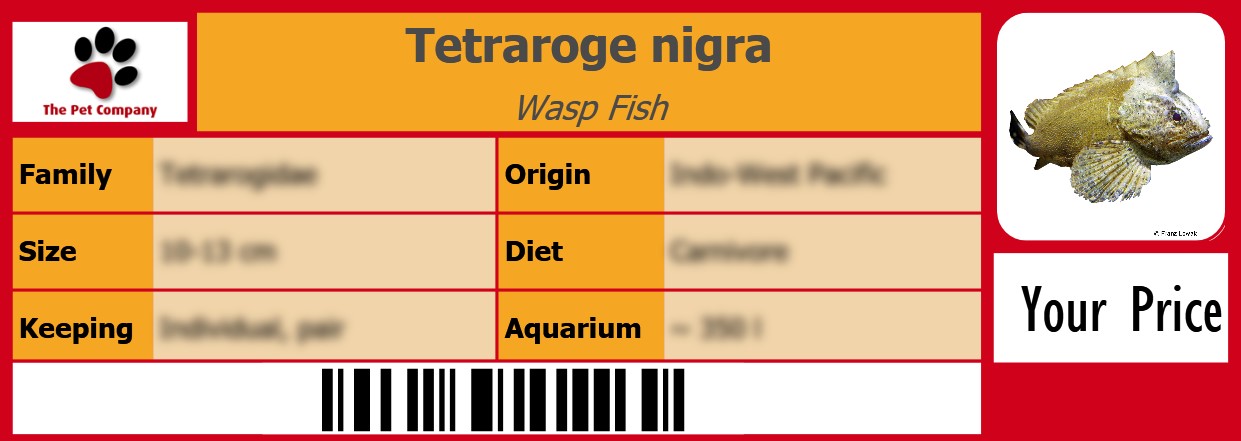 Tetraroge nigra Wasp Fish 105 x 38 mm