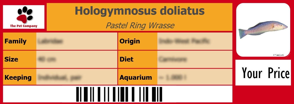 Hologymnosus doliatus Pastel Ring Wrasse 105 x 38 mm