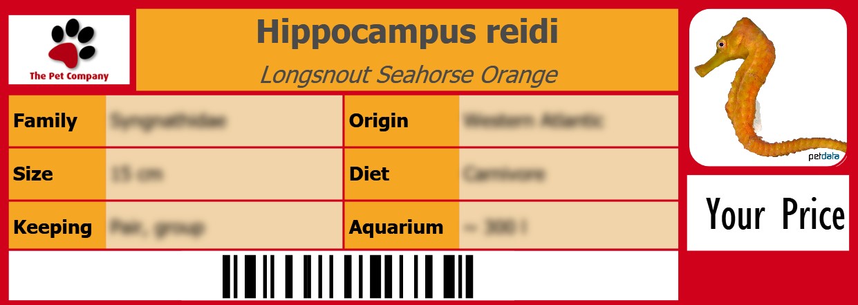 Hippocampus reidi Longsnout Seahorse Orange 105 x 38 mm