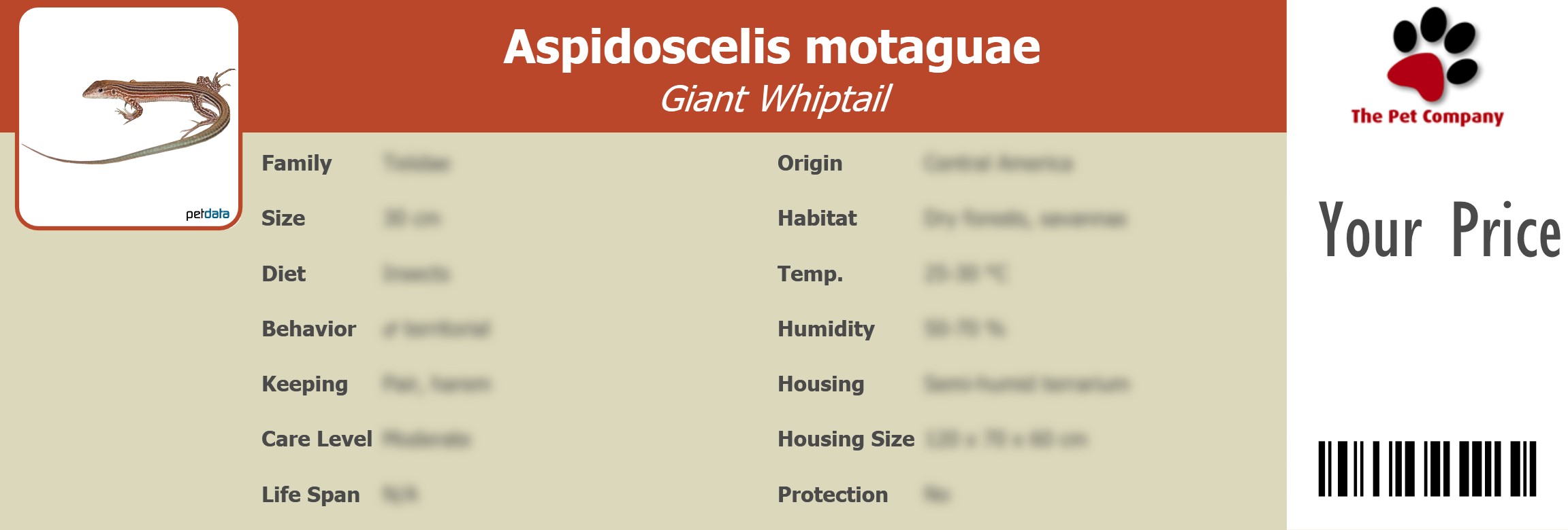 Aspidoscelis motaguae Giant Whiptail 195 x 66 mm