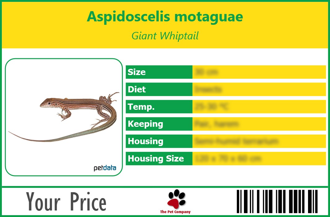 Aspidoscelis motaguae Giant Whiptail 90 x 60 mm