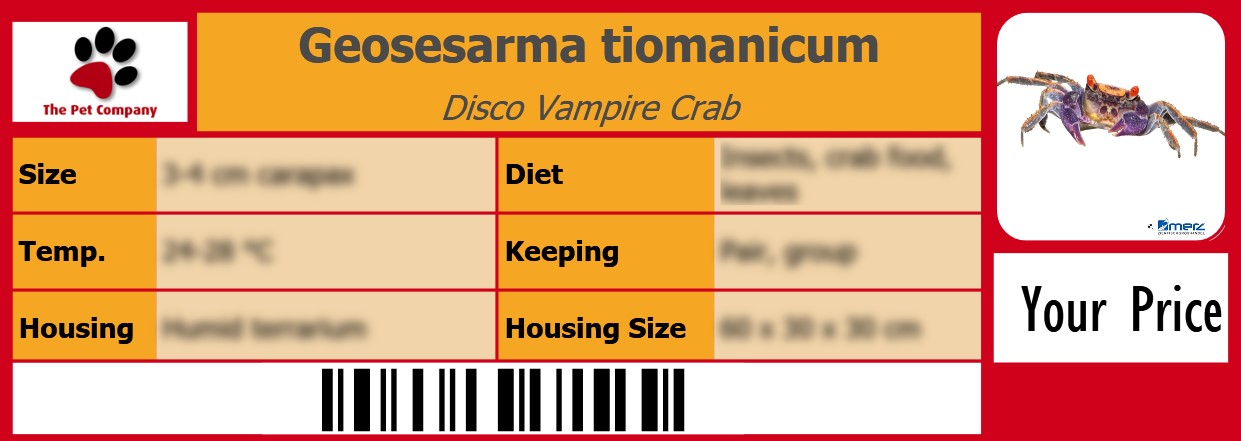 Geosesarma tiomanicum Disco Vampire Crab 105 x 38 mm